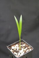 Dypsis plumosa (syn. D. sp. &quot;fine leaf&quot;) -&gt; siehe Chrysalidocarpus plumosus