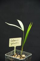 Calamus palustris