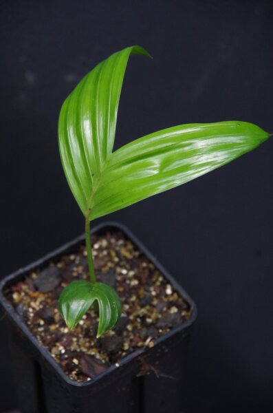 Areca triandra - Triandra-Palme 20 - 30 cm