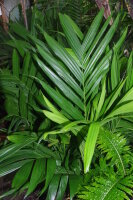 Areca triandra - Triandra-Palme 150 - 160 cm
