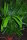 Areca triandra - Triandra-Palme 150 - 160 cm