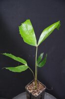 Caryota mitis - Fischschwanzpalme 20 - 30 cm