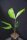 Caryota mitis - Fischschwanzpalme 20 - 30 cm