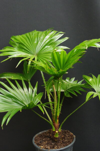 Livistona rotundifolia - Serdang-Schirmpalme 30 - 40 cm