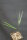 Chambeyronia lepidota &quot;Mid Elevation&quot;