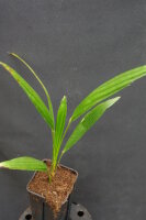 Trachycarpus wagnerianus - Wagner&acute;s Hanfpalme 20 -...