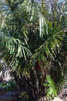 Arenga tremula - Philippinsche Zwergzuckerpalme 20 - 30 cm