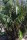 Arenga tremula - Philippinsche Zwergzuckerpalme 60 - 70 cm