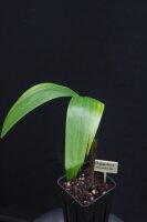 Carpentaria acuminata - Carpentaria-Palme 10 - 20 cm