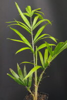 Calamus henryanus - Henry&acute;s Rattanpalme 40 - 50 cm