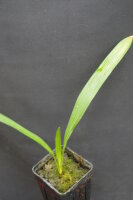 Syagrus schizophylla - Arikury-Palme 20 - 30 cm