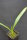 Syagrus schizophylla - Arikury-Palme 20 - 30 cm