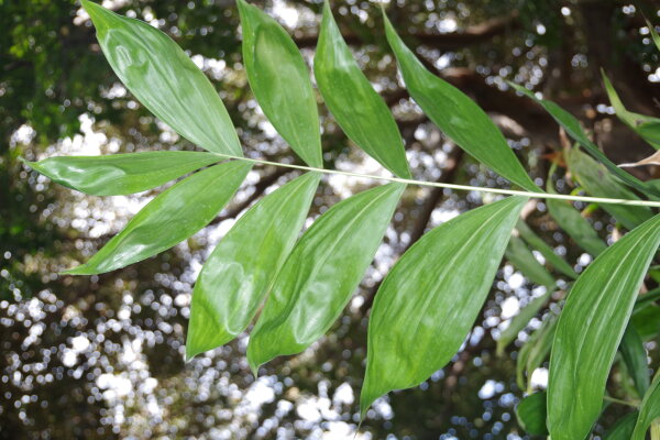 Chamaedorea oblongata