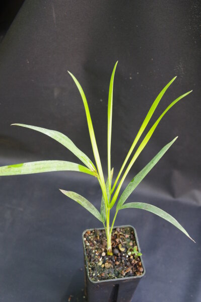 Chrysalidocarpus baronii (syn. Dypsis b.) - Zuckerrohrpalme