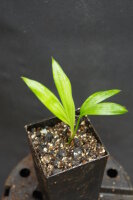 Chrysalidocarpus robusta (syn. Dypsis r.)