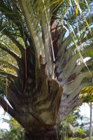 Chrysalidocarpus decaryi (Syn, Dypsis d.) - Dreieckpalme...