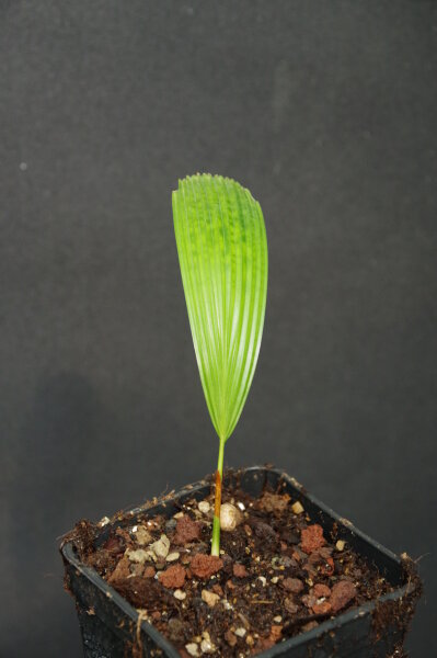 Lanonia dasyantha (syn. Licuala d.) - Vietnamesische Paradies-Palme 10 - 20 cm