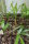 Chrysalidocarpus baronii (black petiole)  - (syn. Dypsis b)