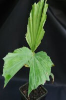 Caryota monostachya 30 - 40 cm