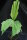 Caryota monostachya 30 - 40 cm
