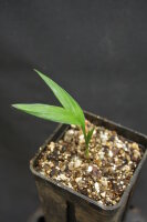 Pinanga philippinensis - Elmers Palme