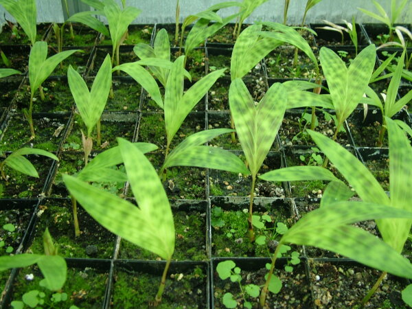 Pinanga sp. Blue Fruit