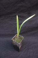 Livistona muelleri - Mueller&acute;s Schirmpalme 20 - 30 cm
