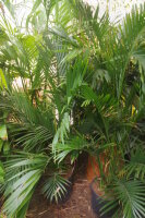 Chamaedorea cataractarum - Flu&szlig;-Bergpalme 140 - 160 cm