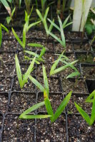 Kentiopsis oliviformis - Tind&egrave;a-Palme 10 - 20 cm