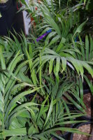 Kentiopsis oliviformis - Tind&egrave;a-Palme 60 - 70 cm