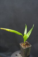 Jubaeopsis caffra - Pondoland-Palme 20 - 30 cm