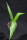 Jubaeopsis caffra - Pondoland-Palme 20 - 30 cm