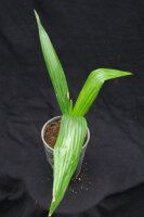 Jubaeopsis caffra - Pondoland-Palme 40 - 50 cm