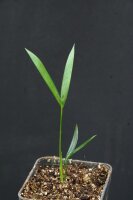 Chrysalidocarpus mananjarensis (syn. Dypsis m.) - Mealy...