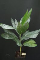 Chamaedorea metalliica - Metallische Bergpalme 50 - 60 cm