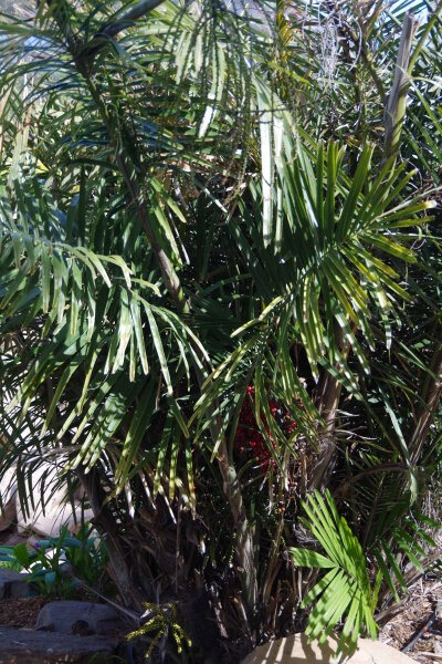 Arenga tremula - Philippinsche Zwergzuckerpalme