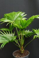 Livistona rotundifolia - Serdang-Schirmpalme