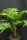 Livistona rotundifolia - Serdang-Schirmpalme