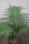 Kentiopsis oliviformis - Tind&egrave;a-Palme