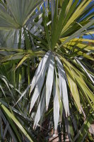 Leucothrinax morrisii (syn. Thrinax m.) - Atlantische Dreizackpalme