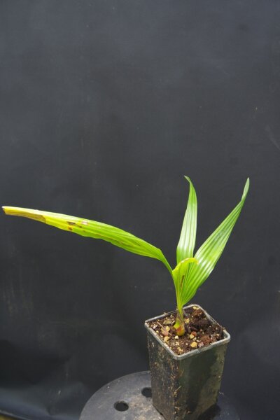 Jubaeopsis caffra - Pondoland-Palme