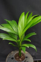 Areca catechu - Betelnuss-Palme 40 - 50 cm Tuff